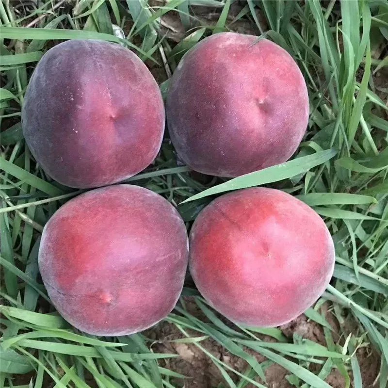 正宗黑桃苗包成活品种齐全果肉香甜基地直销