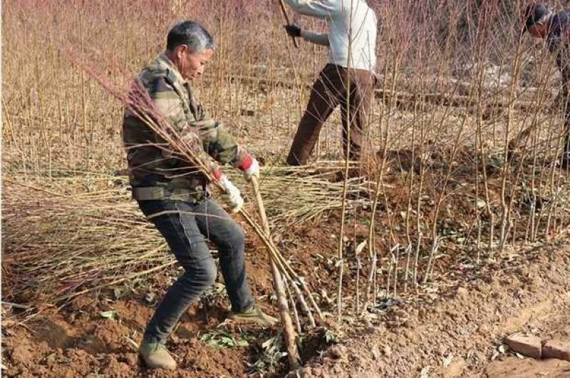 正宗黑桃苗包成活品种齐全果肉香甜基地直销