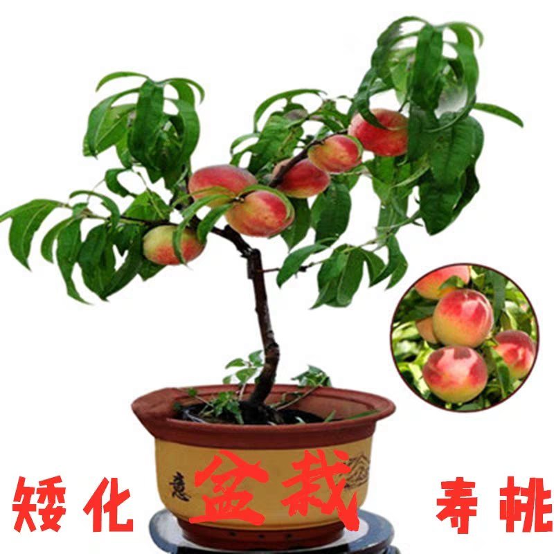 中华寿桃苗盆栽矮化桃苗观花吃果包品种包邮