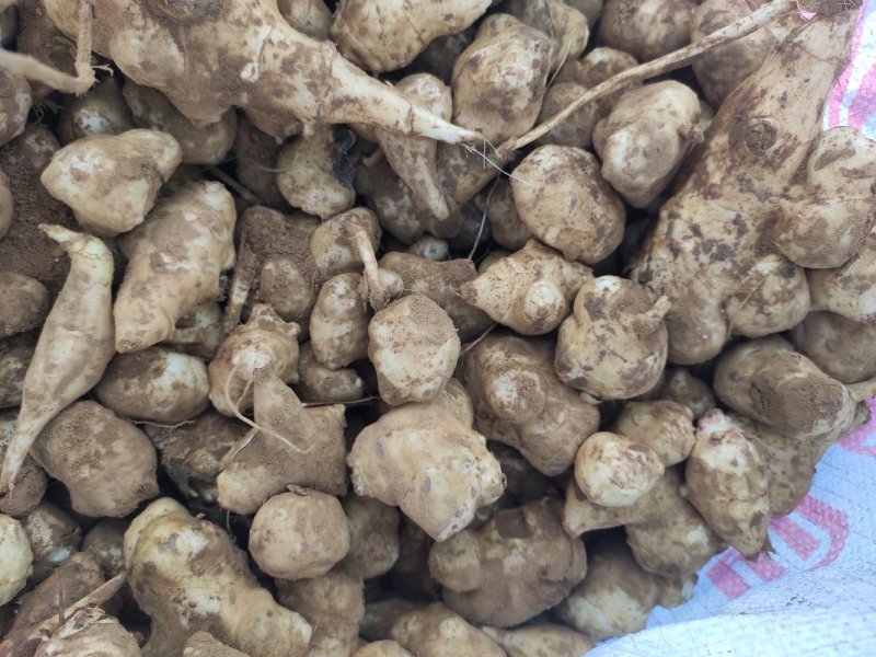 河北洋姜产地滞销菊芋白皮洋姜/量大从优/欢迎咨询