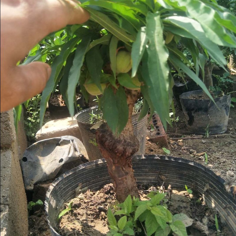 中华寿桃苗盆栽矮化桃苗观花吃果包品种包邮