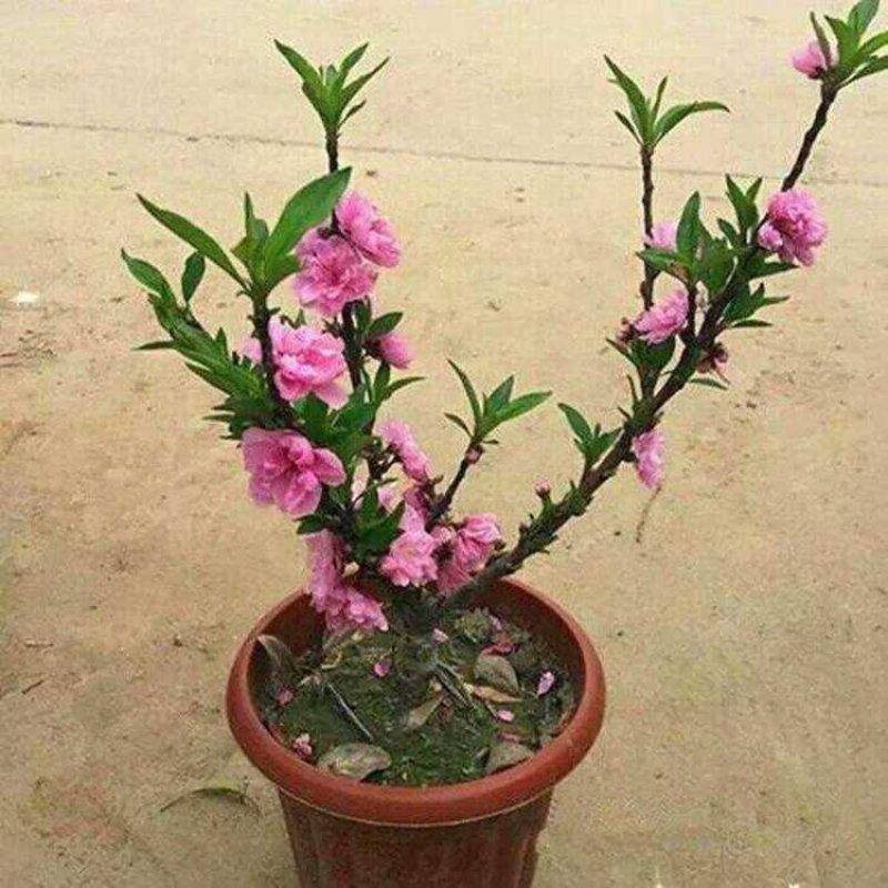 中华寿桃苗盆栽矮化桃苗观花吃果包品种包邮