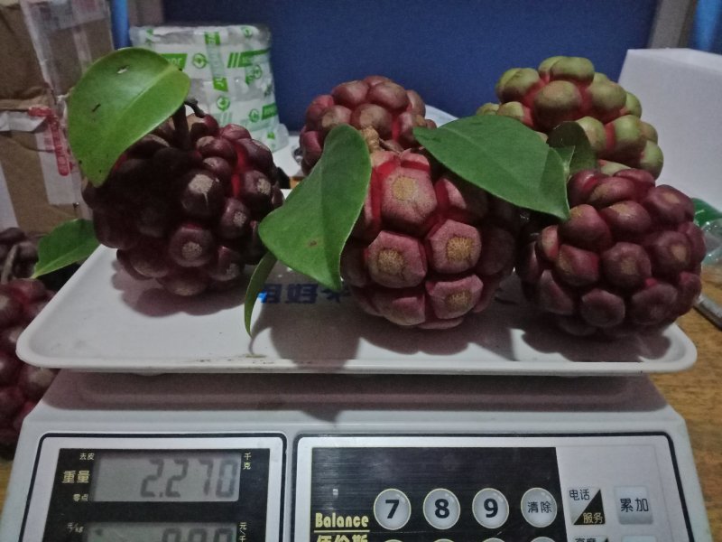 黑老虎，专为客户一件代发，现摘先包装，一斤起批，烂果包赔
