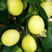 安岳尤力克纯一级新果黄柠檬自家果园新鲜柠檬大量出售