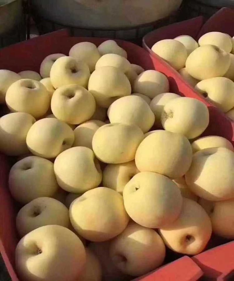 维纳斯黄金苹果苗包品种基地直销包邮