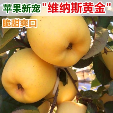 维纳斯黄金苹果苗包品种基地直销包邮