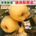 维纳斯黄金苹果苗包品种基地直销包邮