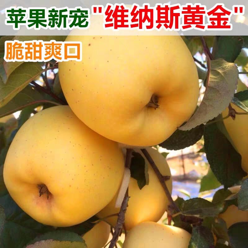 维纳斯黄金苹果苗包品种基地直销包邮