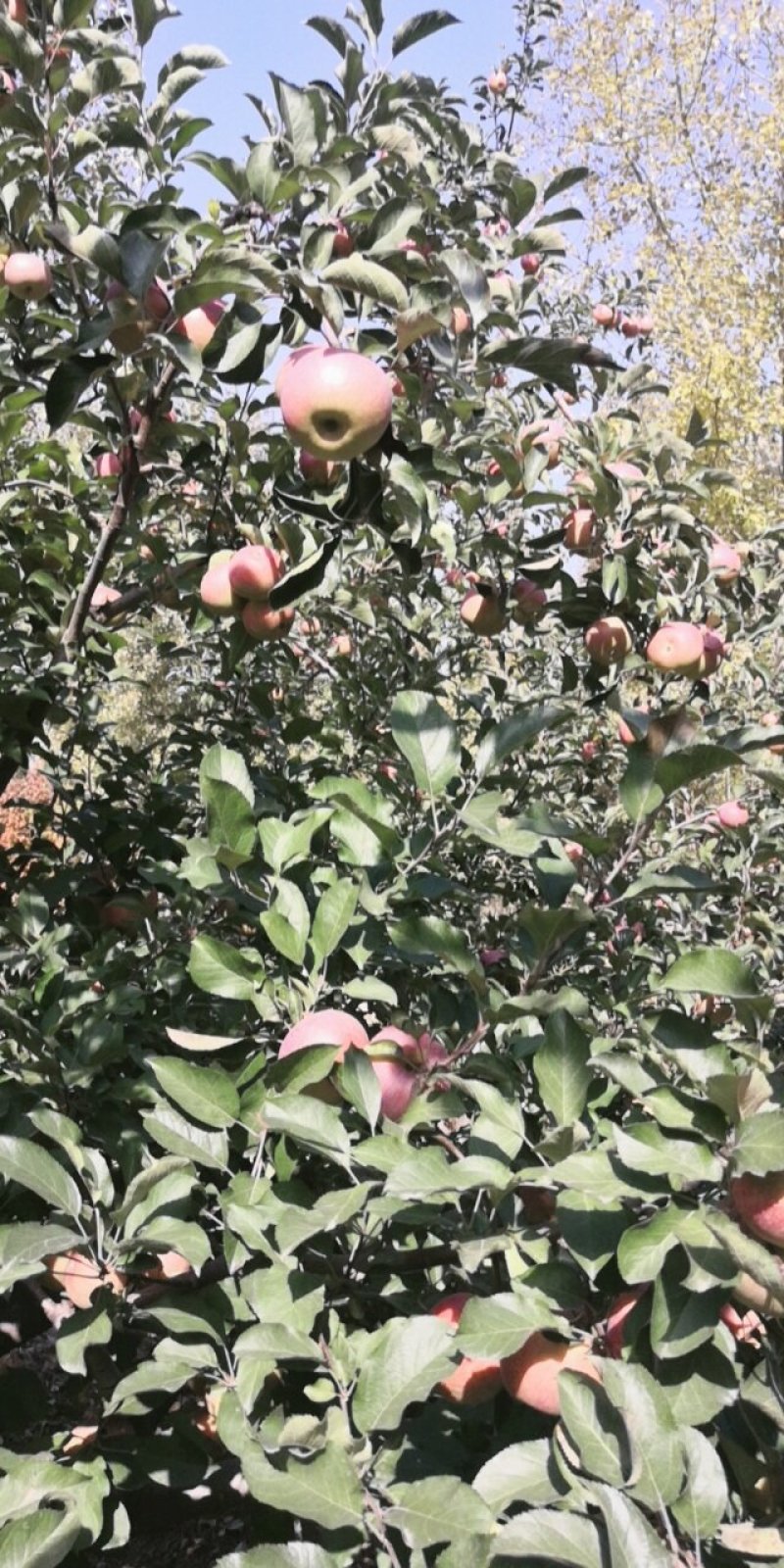 小国光苹果