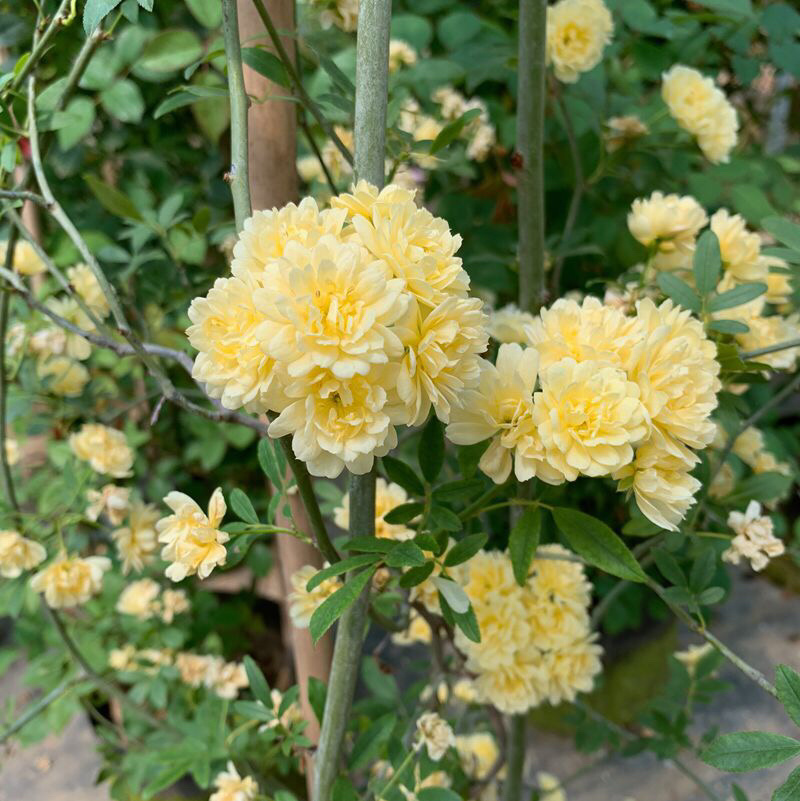 木香花苗黄木香四季常青浓香白木香庭院爬藤植物花卉七里香