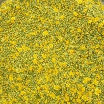 野菊花