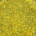 野菊花