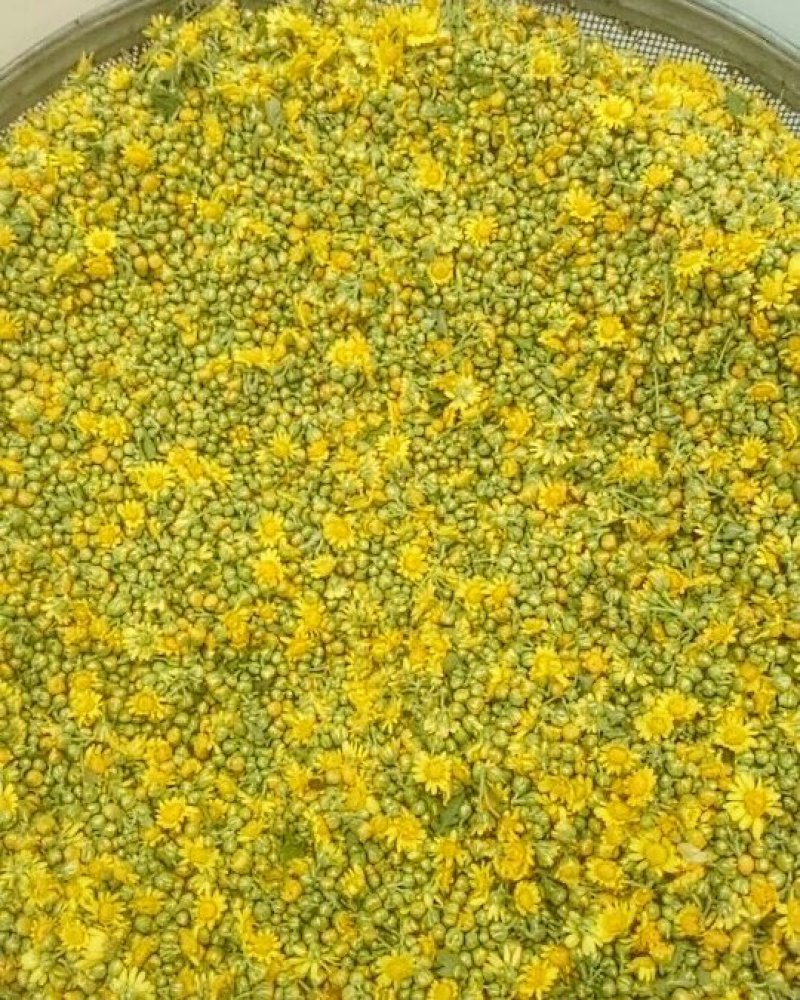 野菊花