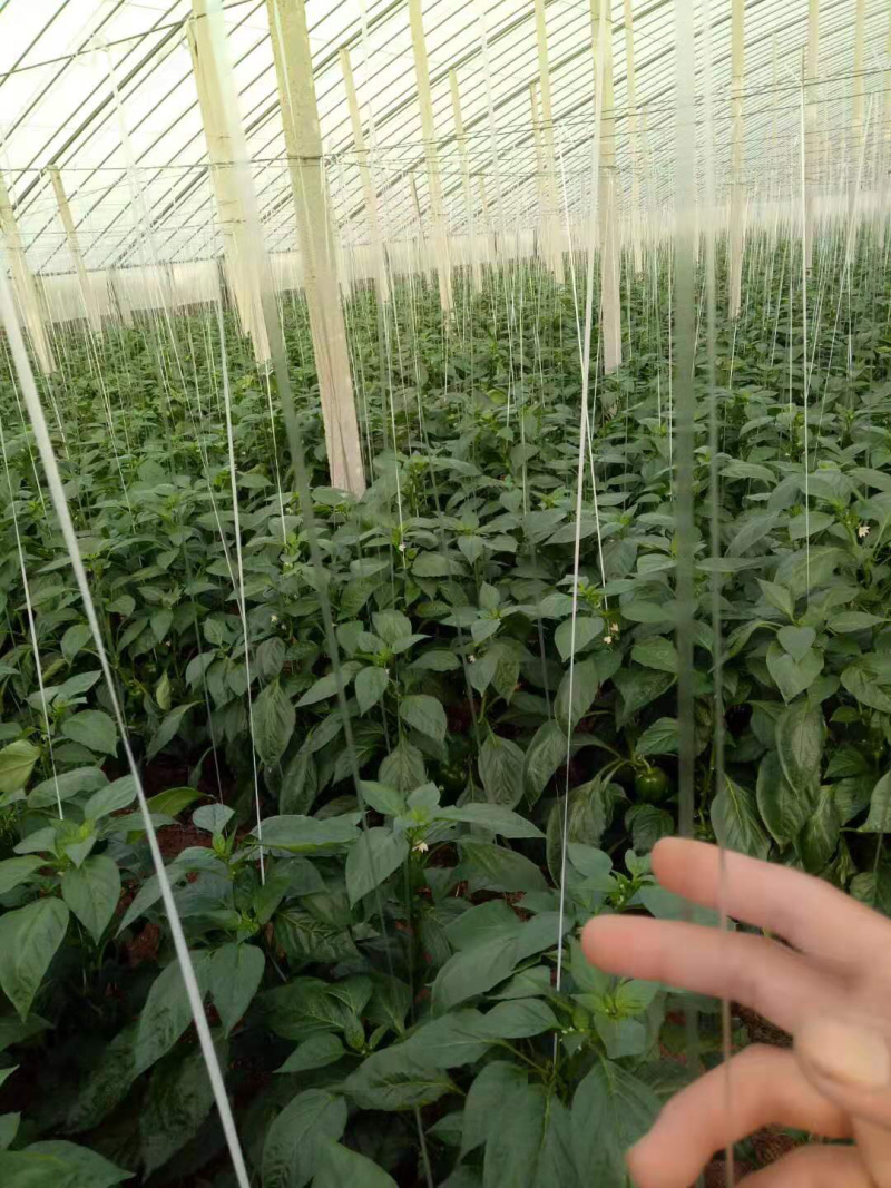 【热卖】吊蔓绳白扁丝大棚蔬菜辣椒专用甜瓜吊绳