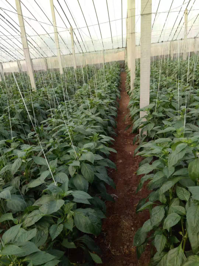 【热卖】吊蔓绳白扁丝大棚蔬菜辣椒专用甜瓜吊绳