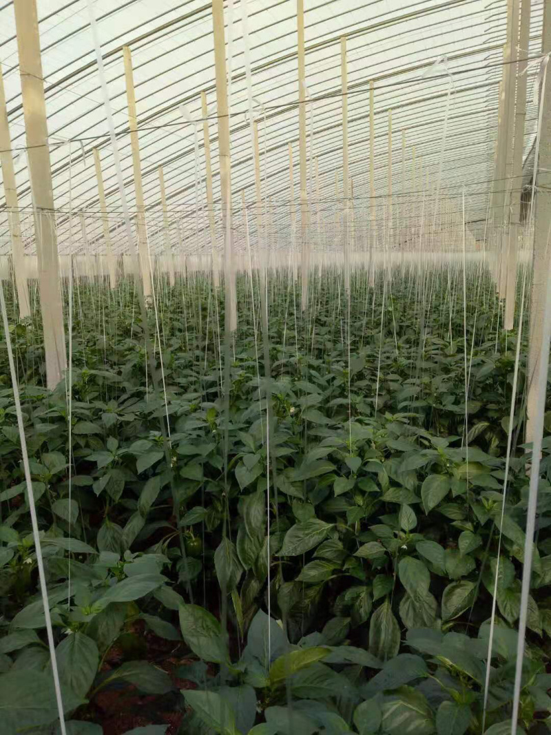 【热卖】吊蔓绳白扁丝大棚蔬菜辣椒专用甜瓜吊绳