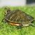 火焰龟纯种乌龟红黄腹腹深水龟承担运输风险