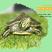 火焰龟纯种乌龟红黄腹腹深水龟承担运输风险