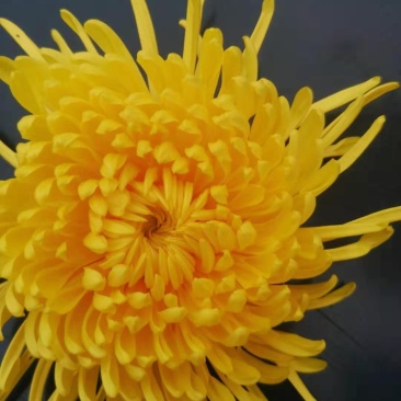 金丝皇菊