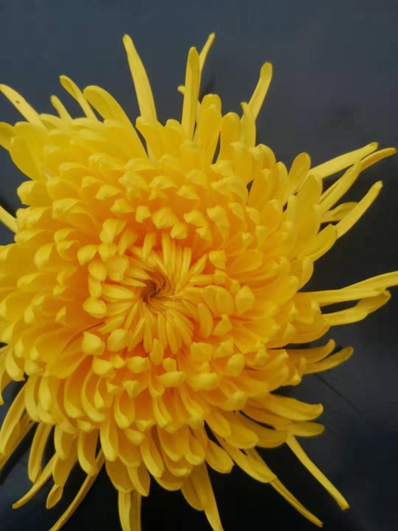 金丝皇菊