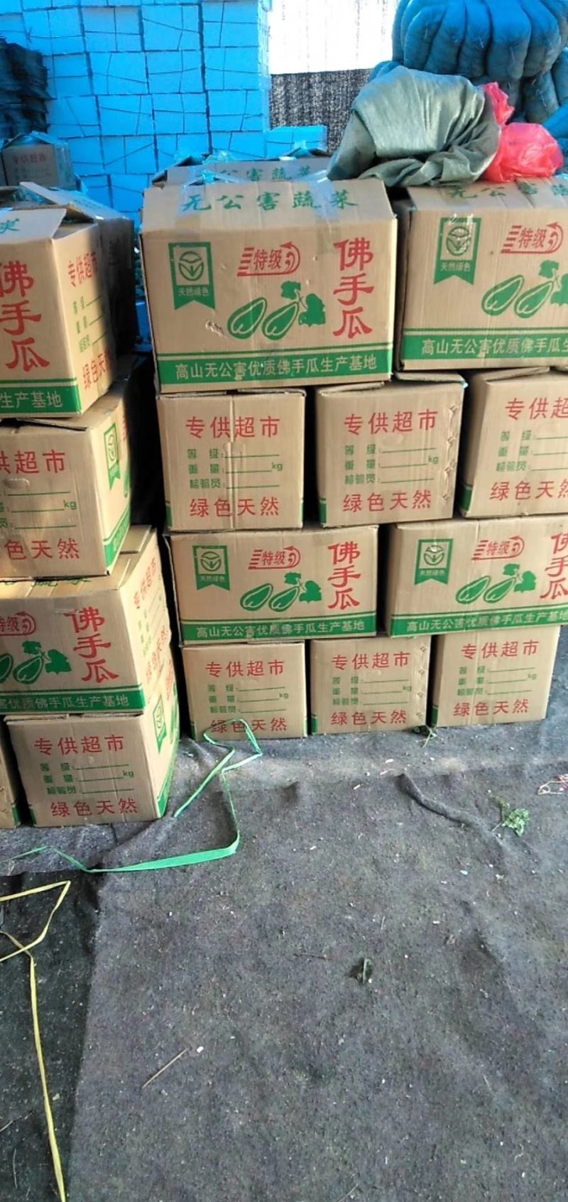 佛手瓜，一手货源山东货佛手瓜精品货，