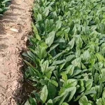 菠菜大量上市
