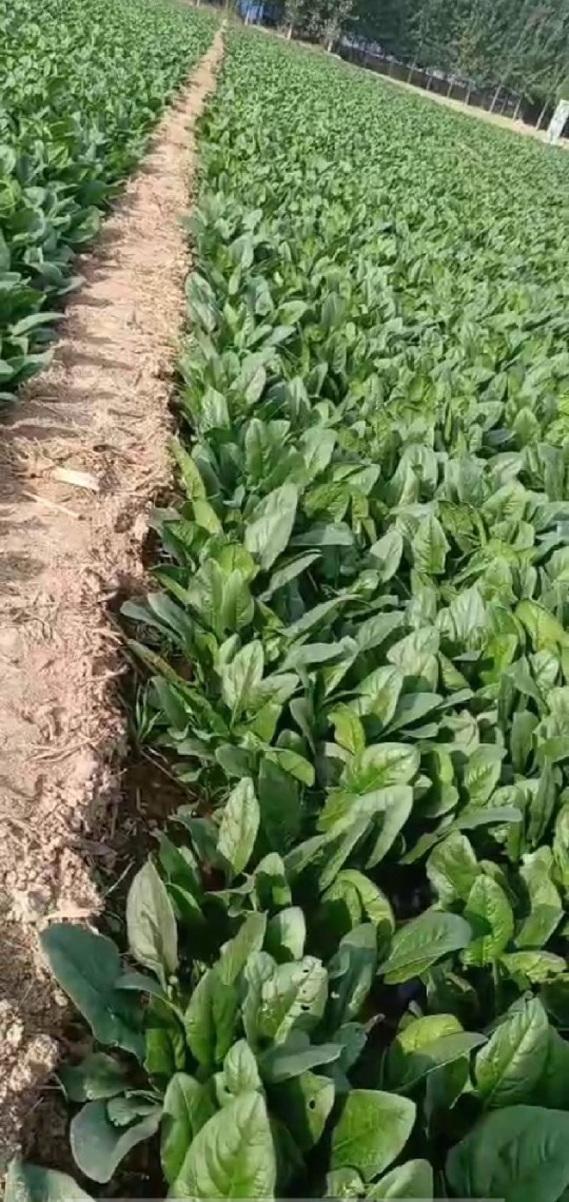 菠菜大量上市