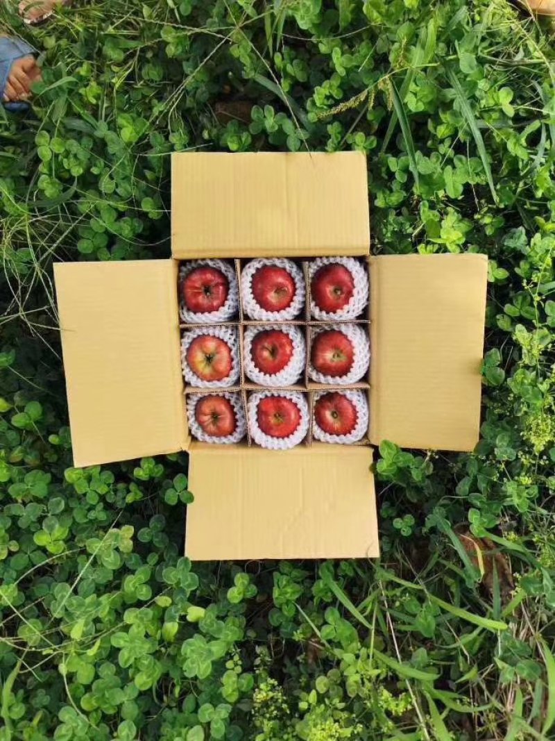 甘肃天水花牛苹果来自黄土高坡9斤32元