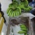 进口蕉。青蕉熟蕉