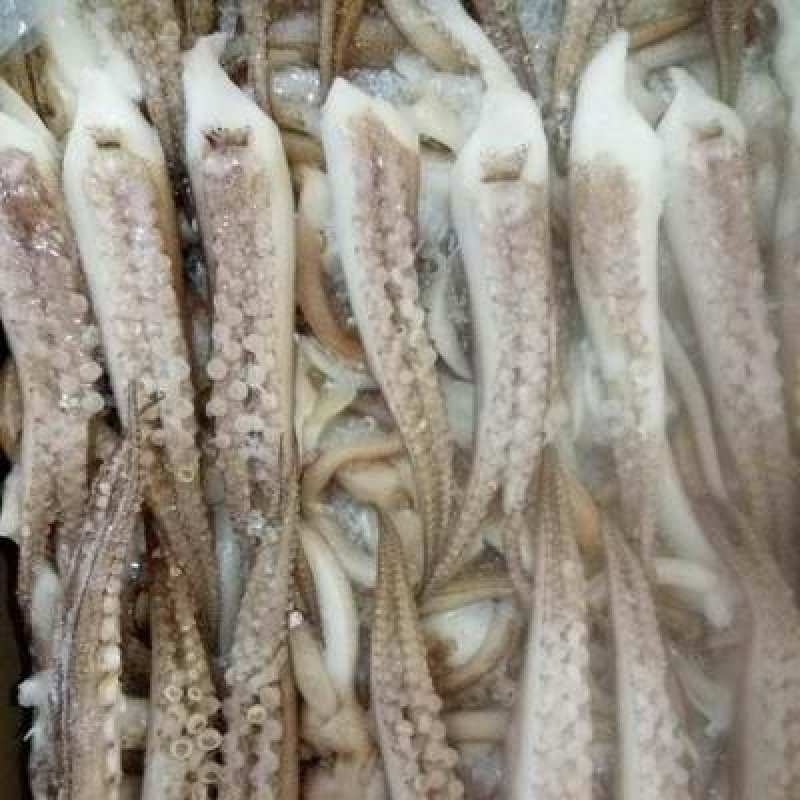 A级脆口鱿鱼须20-30g货柜批发