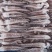 A级脆口鱿鱼须20-30g货柜批发