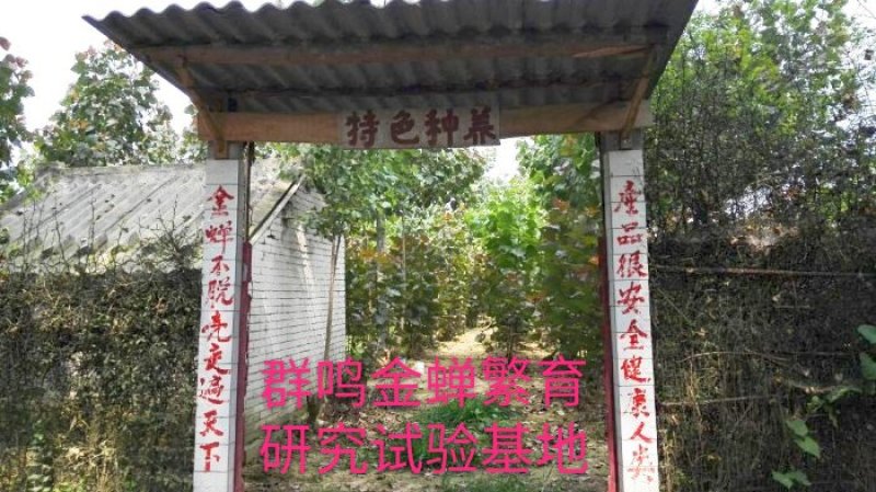 泌阳金蝉繁育专业合作社.群鸣金蝉卵枝种苗种子.