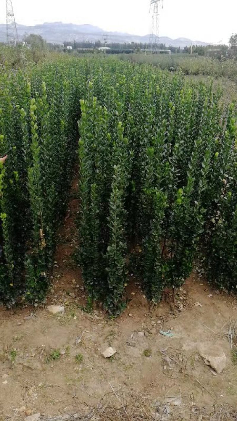 北海道黄杨苗大叶黄杨苗绿化专用苗量大优惠