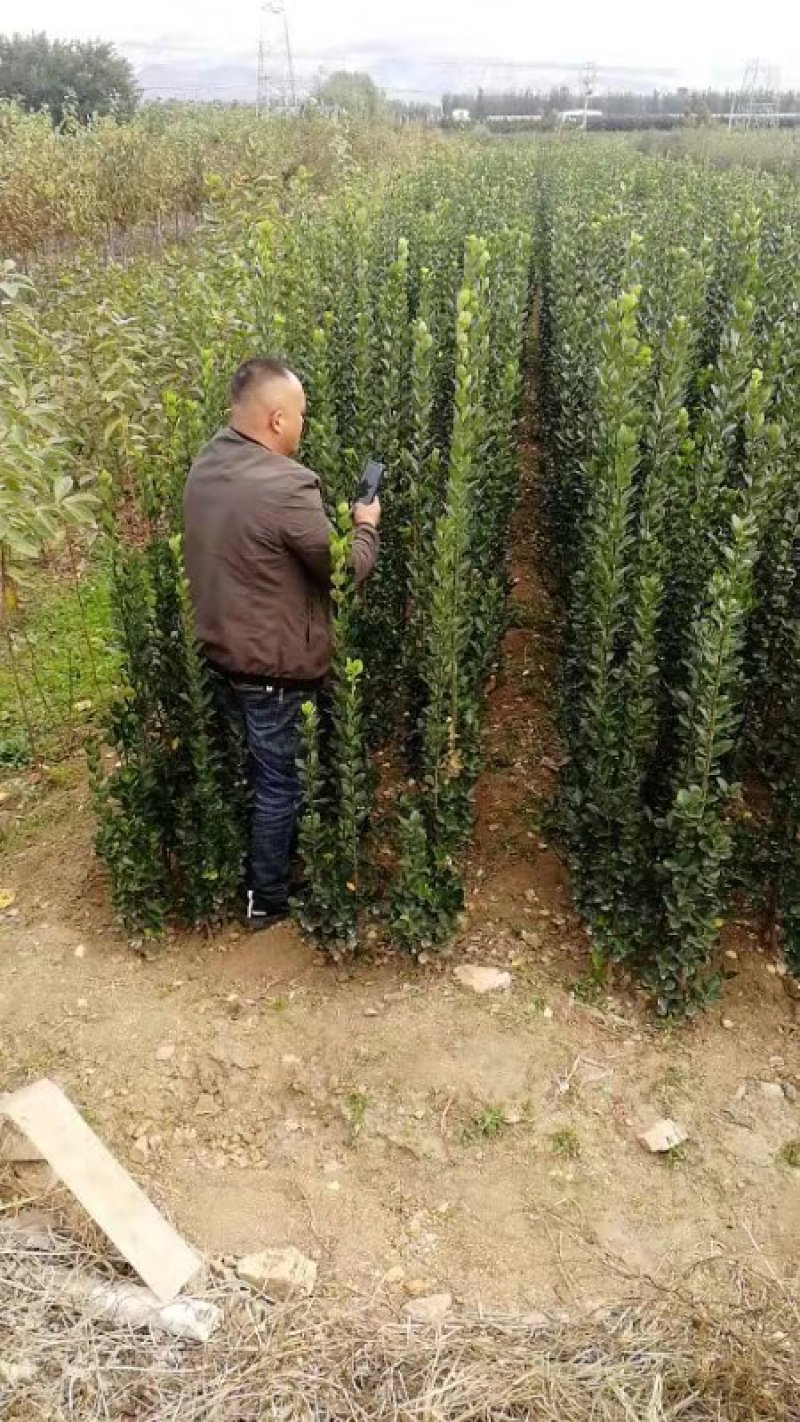 北海道黄杨苗大叶黄杨苗绿化专用苗量大优惠