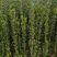 北海道黄杨苗大叶黄杨苗绿化专用苗量大优惠