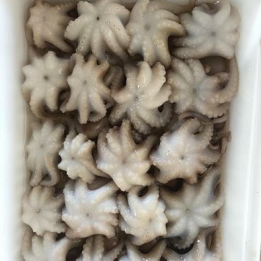 A级小章鱼花30-50g货柜批发