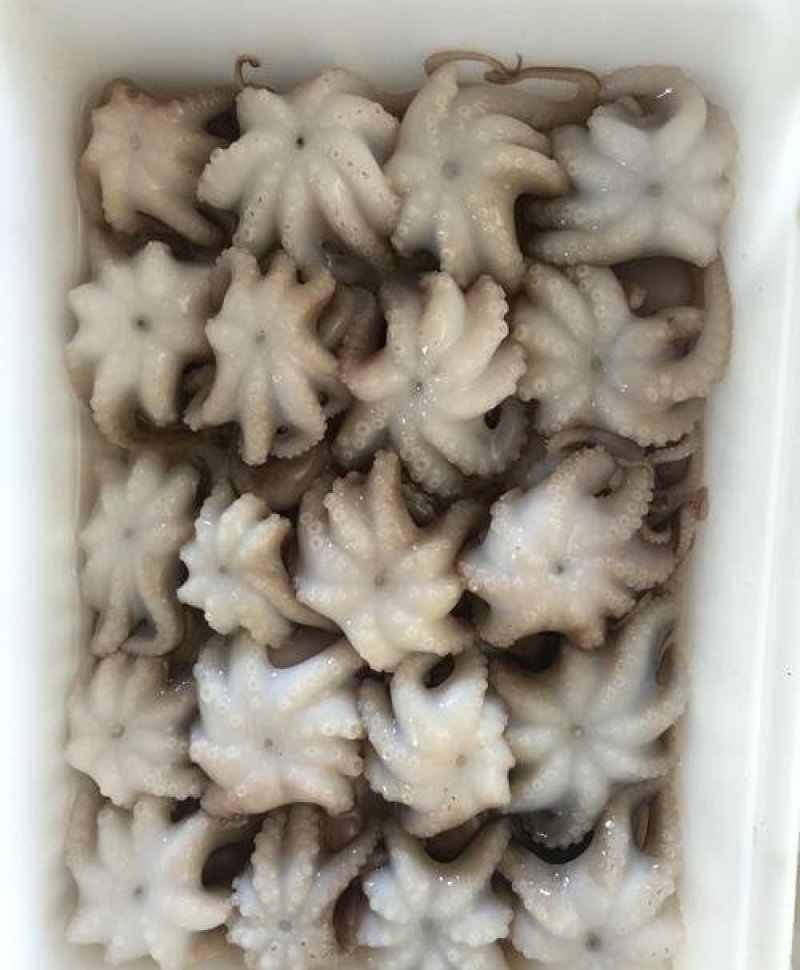 A级小章鱼花30-50g货柜批发