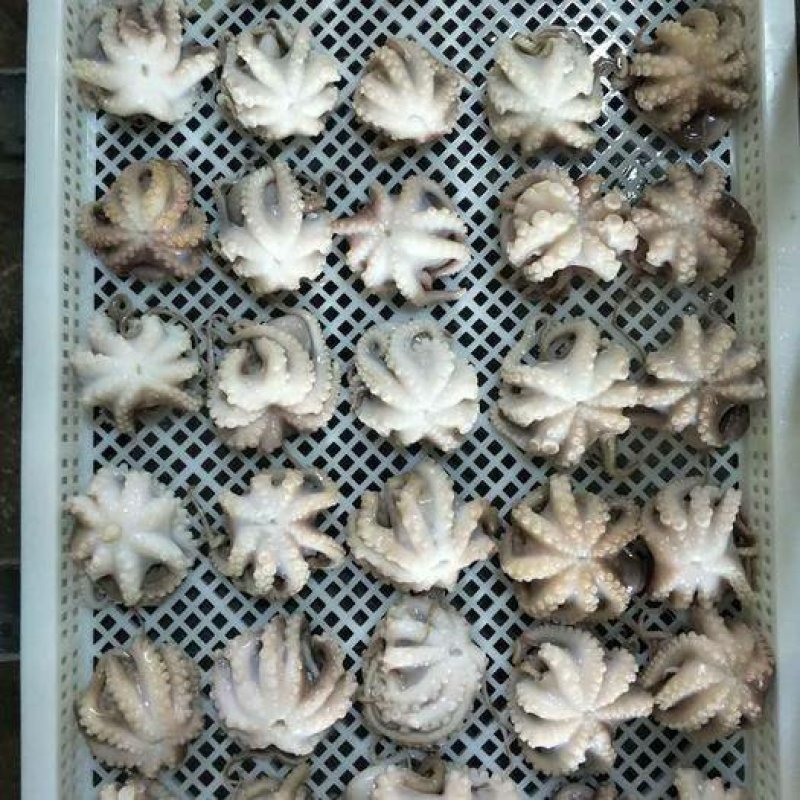 A级小章鱼花30-50g货柜批发