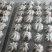 A级小章鱼花30-50g货柜批发