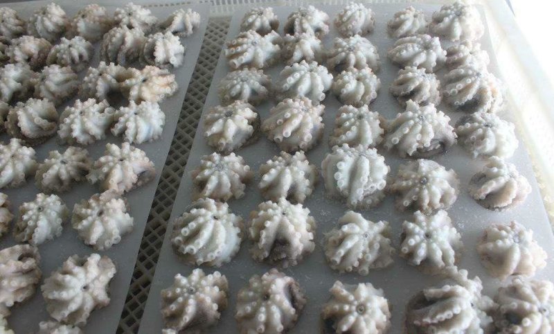 A级小章鱼花30-50g货柜批发