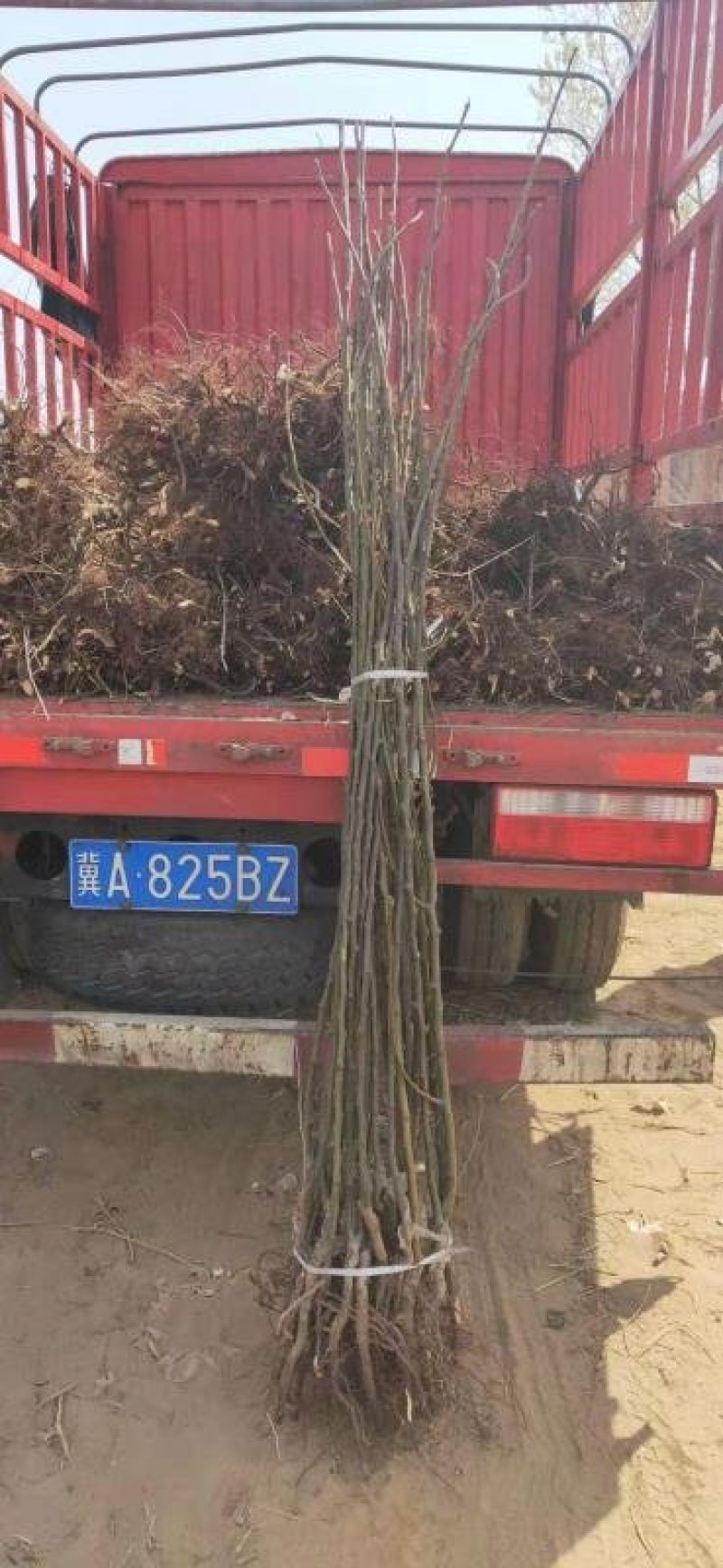 玉露香梨树苗基地直销玉露香梨苗批发价格