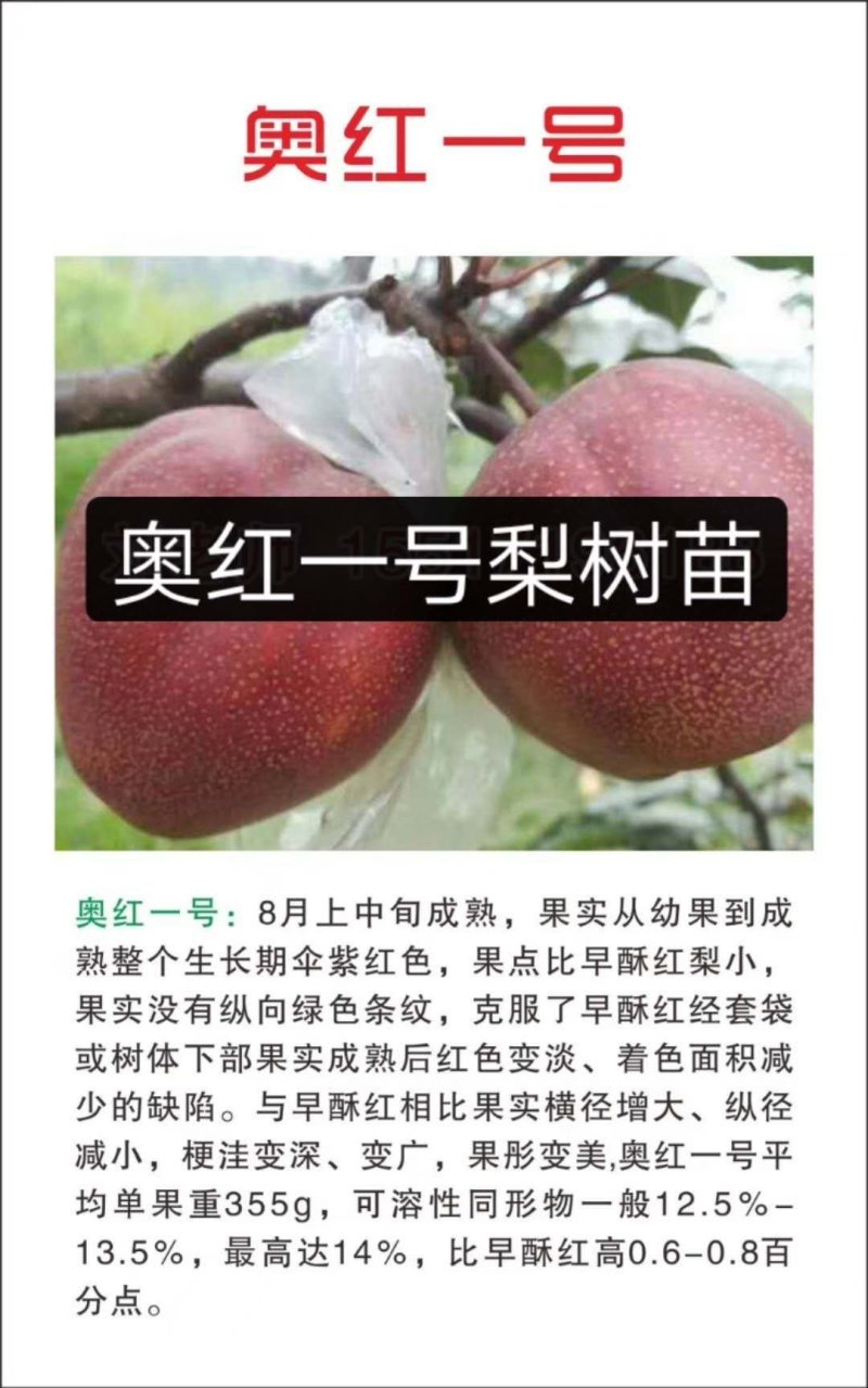玉露香梨树苗基地直销玉露香梨苗批发价格