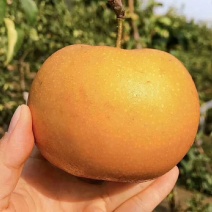 玉露香梨树苗基地秋月梨树苗价格自产自销现挖现卖