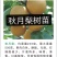 玉露香梨树苗基地直销玉露香梨苗批发价格