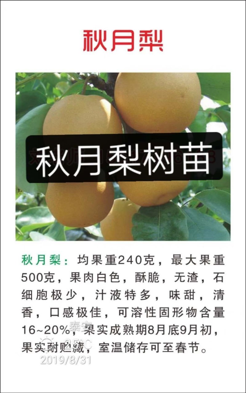 玉露香梨树苗基地直销玉露香梨苗批发价格
