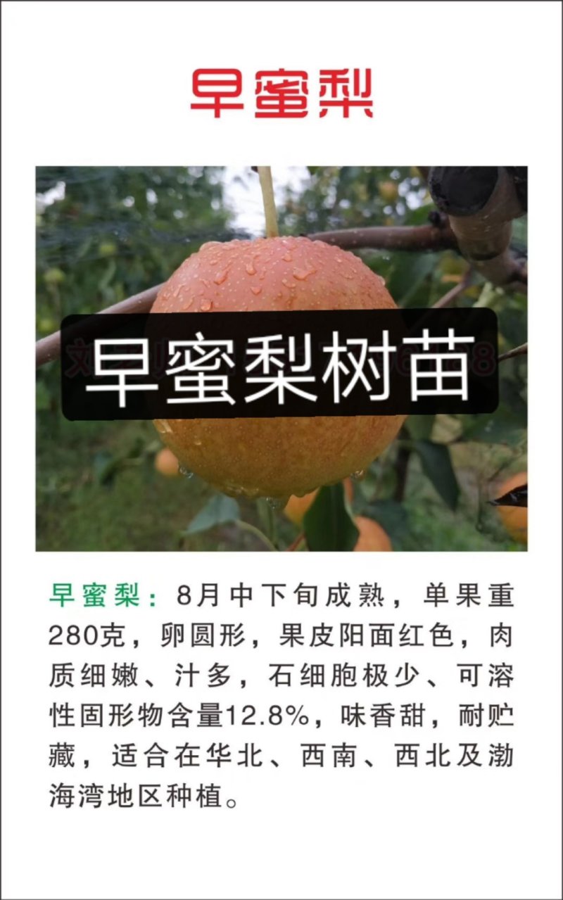 玉露香梨树苗基地直销玉露香梨苗批发价格
