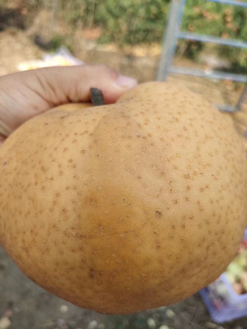 玉露香梨树苗基地直销玉露香梨苗批发价格