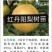 玉露香梨树苗基地直销玉露香梨苗批发价格