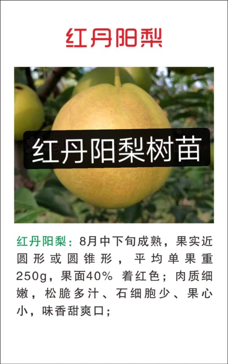 玉露香梨树苗基地直销玉露香梨苗批发价格