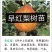 玉露香梨树苗基地直销玉露香梨苗批发价格
